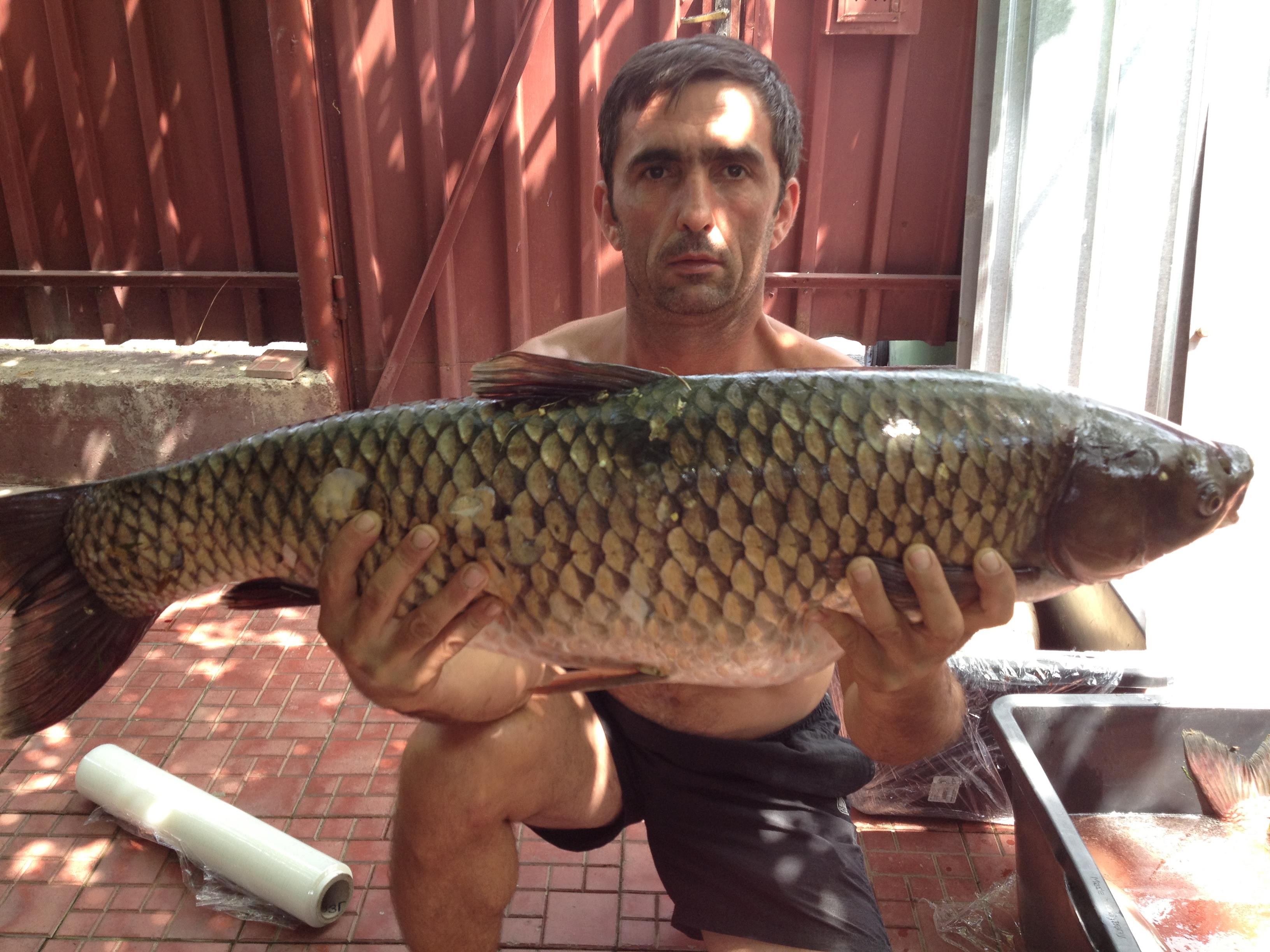 Capturi 2012 - 12 kg